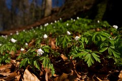 2011-03-31 31 Anemonen_1516_RH